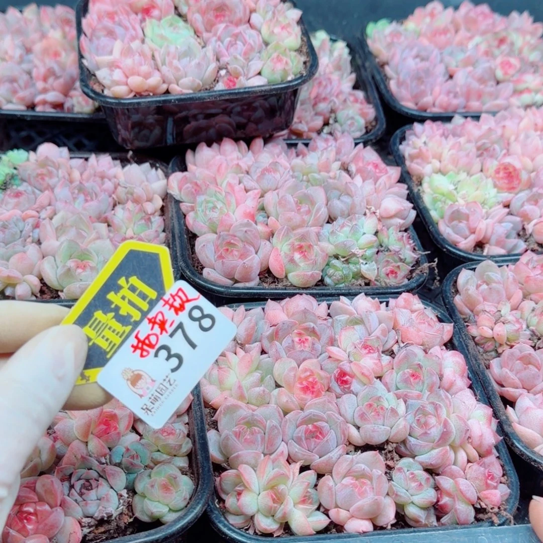 多肉植物多肉植物