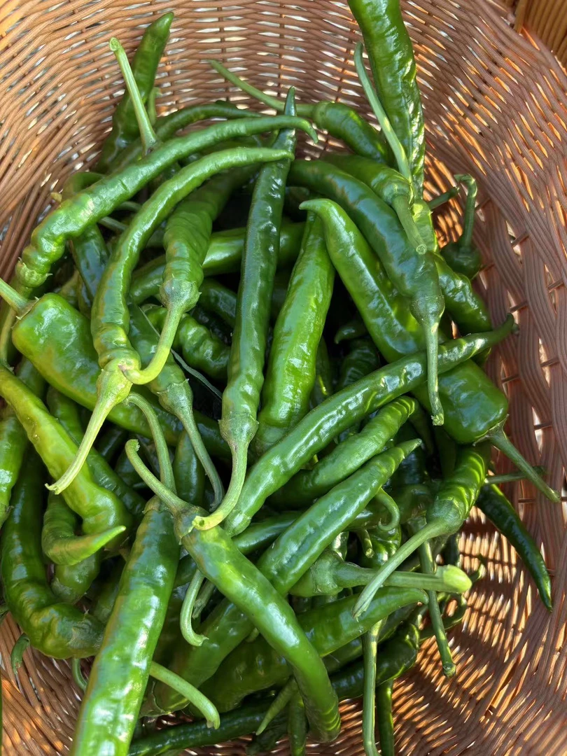 【顺丰包邮】本地农家露天新鲜现摘现发（特、中辣）青辣椒茄子蔬菜