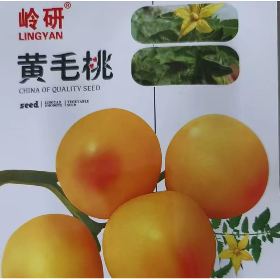 黄毛桃柿子种子家庭阳台小院盆栽地栽四季种植