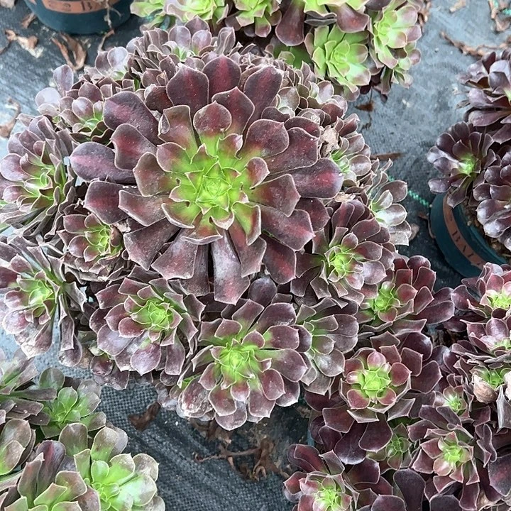 0709花纳多肉植物