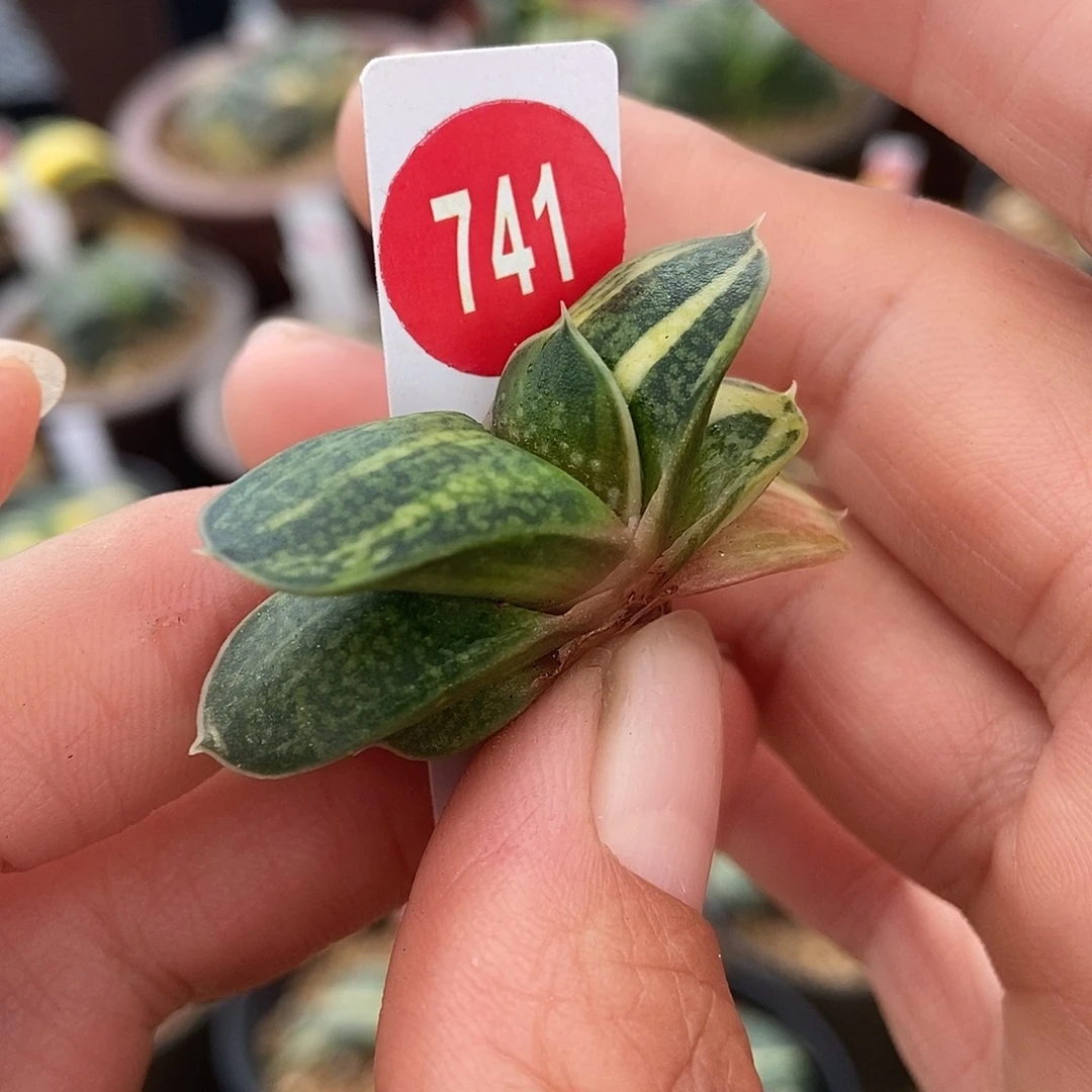 741卧牛实生锦带盆发货