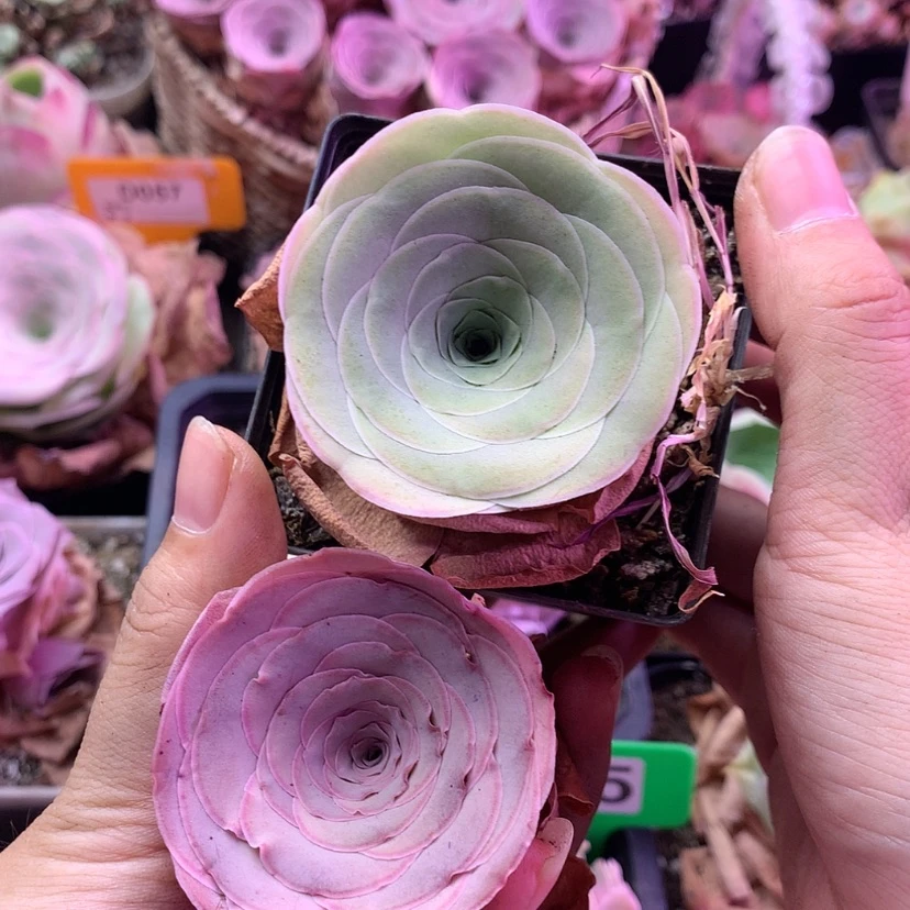 【闪购商品】风**过两颗430