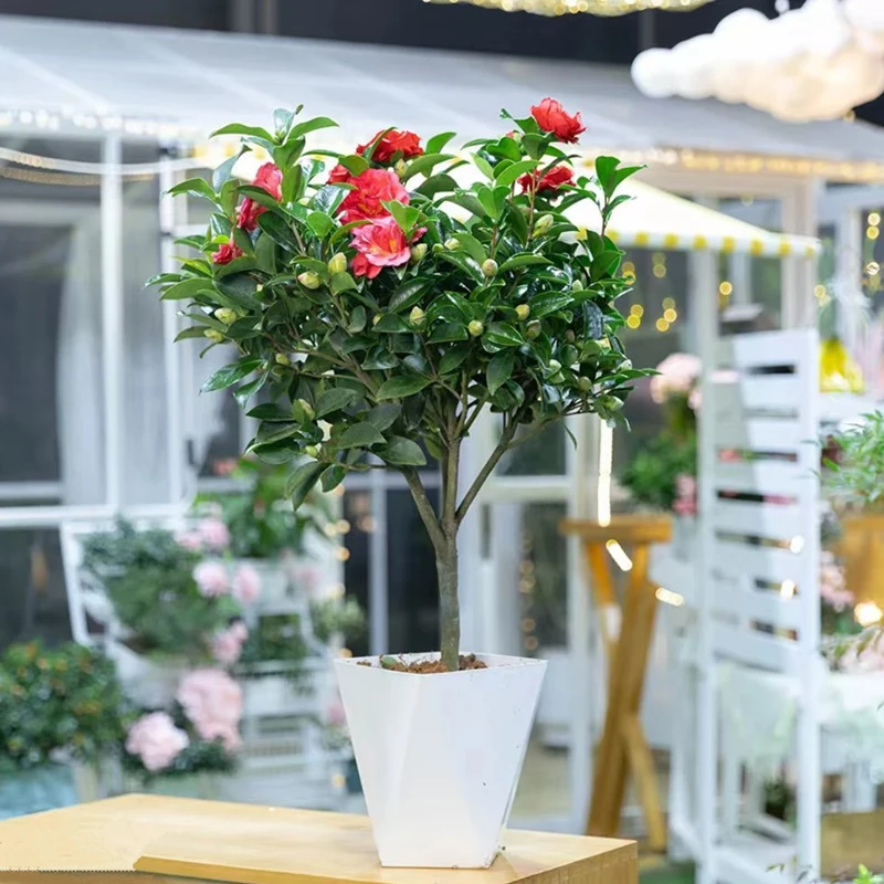 四季茶花盆栽带花苞山茶花苗室内外植物好耐寒红色赤丹浓香型花卉