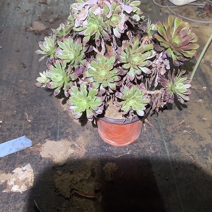 不包侧枝一物一拍20