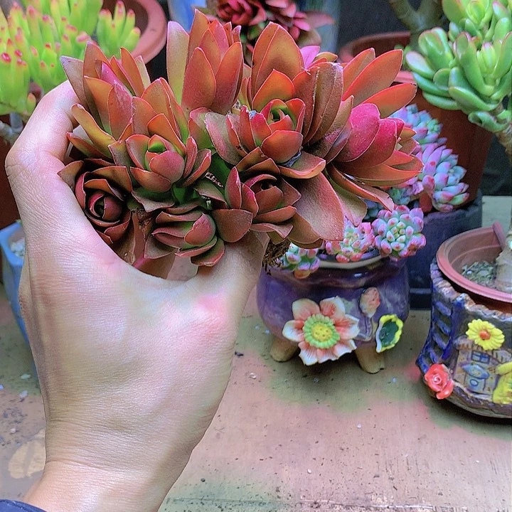 红百合，买一送一