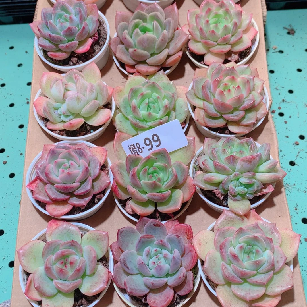 8-99一物一拍多肉带盆18颗