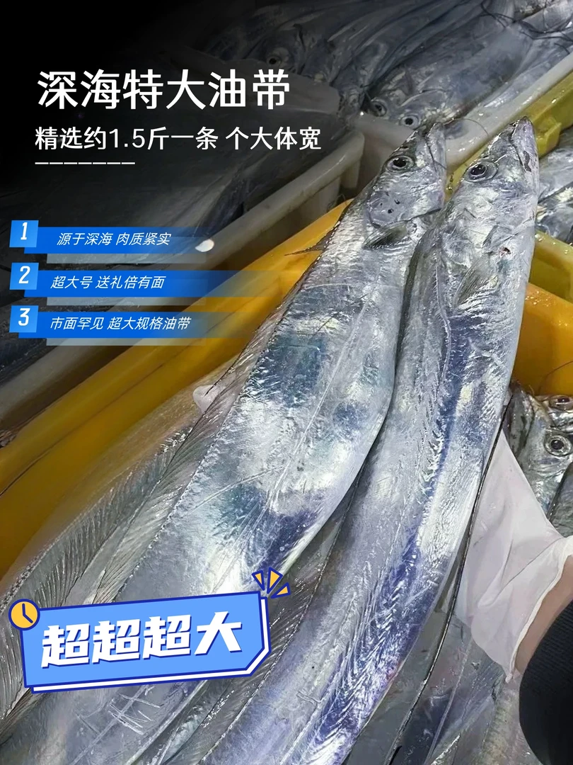 深海捕捞超大油带 单条1.5斤到手四条 约6—6.5斤21jhw