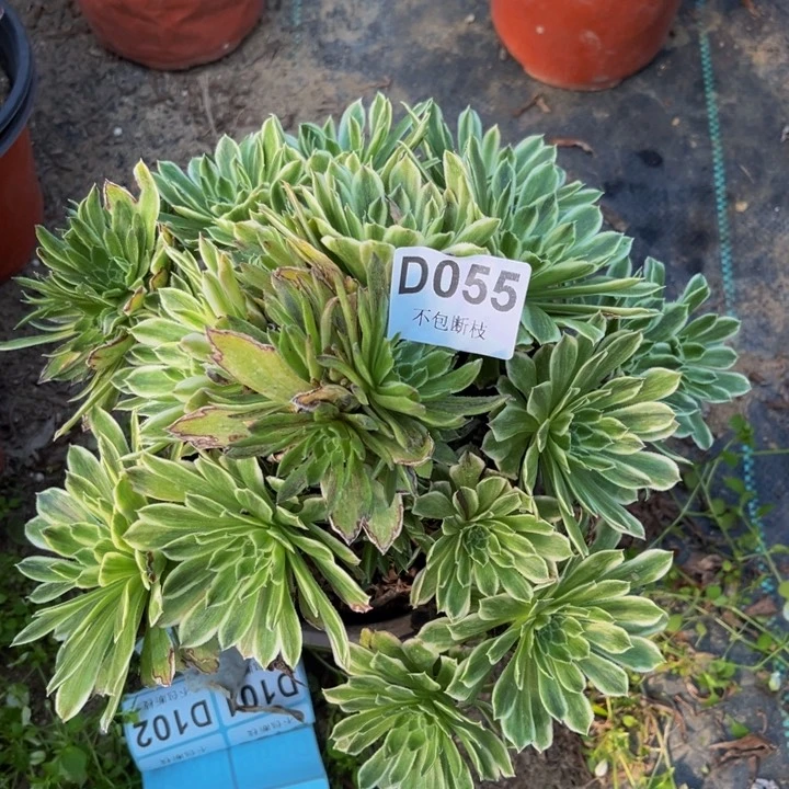 055碧浪多肉法师不包断枝