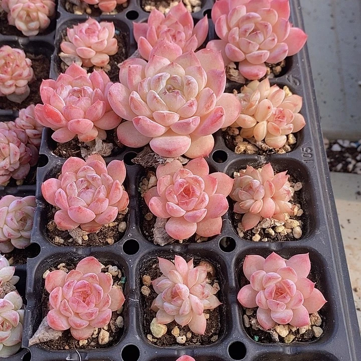 98 多肉植物盆栽植物