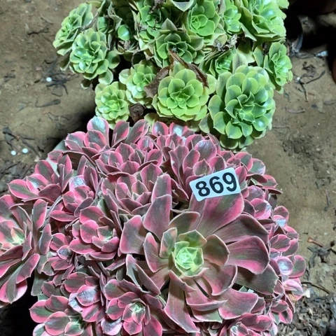 869两颗法师多肉植物