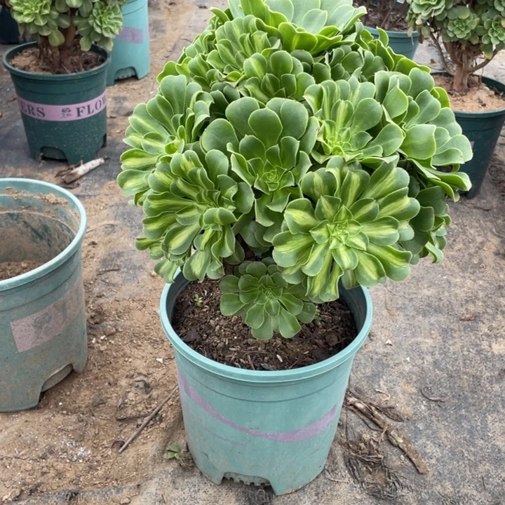 38翡翠琉璃多肉多肉植物