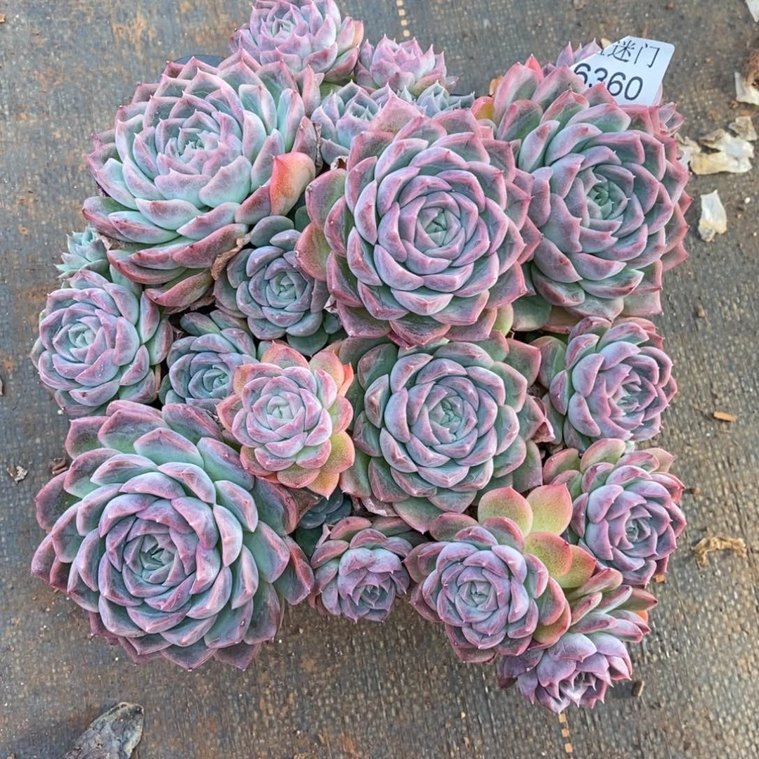 ****李不包整散掉头6360~20厘米