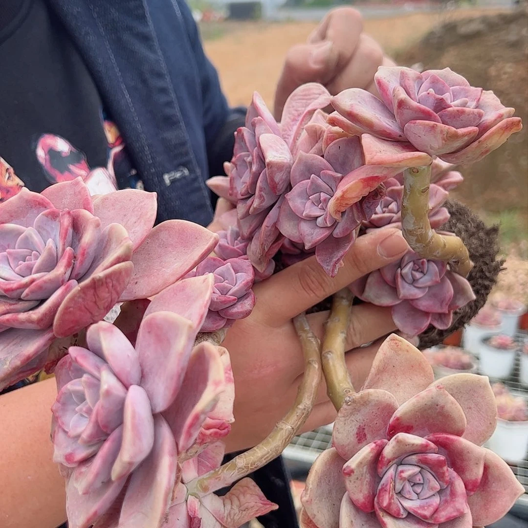 紫乐三盆多肉植物