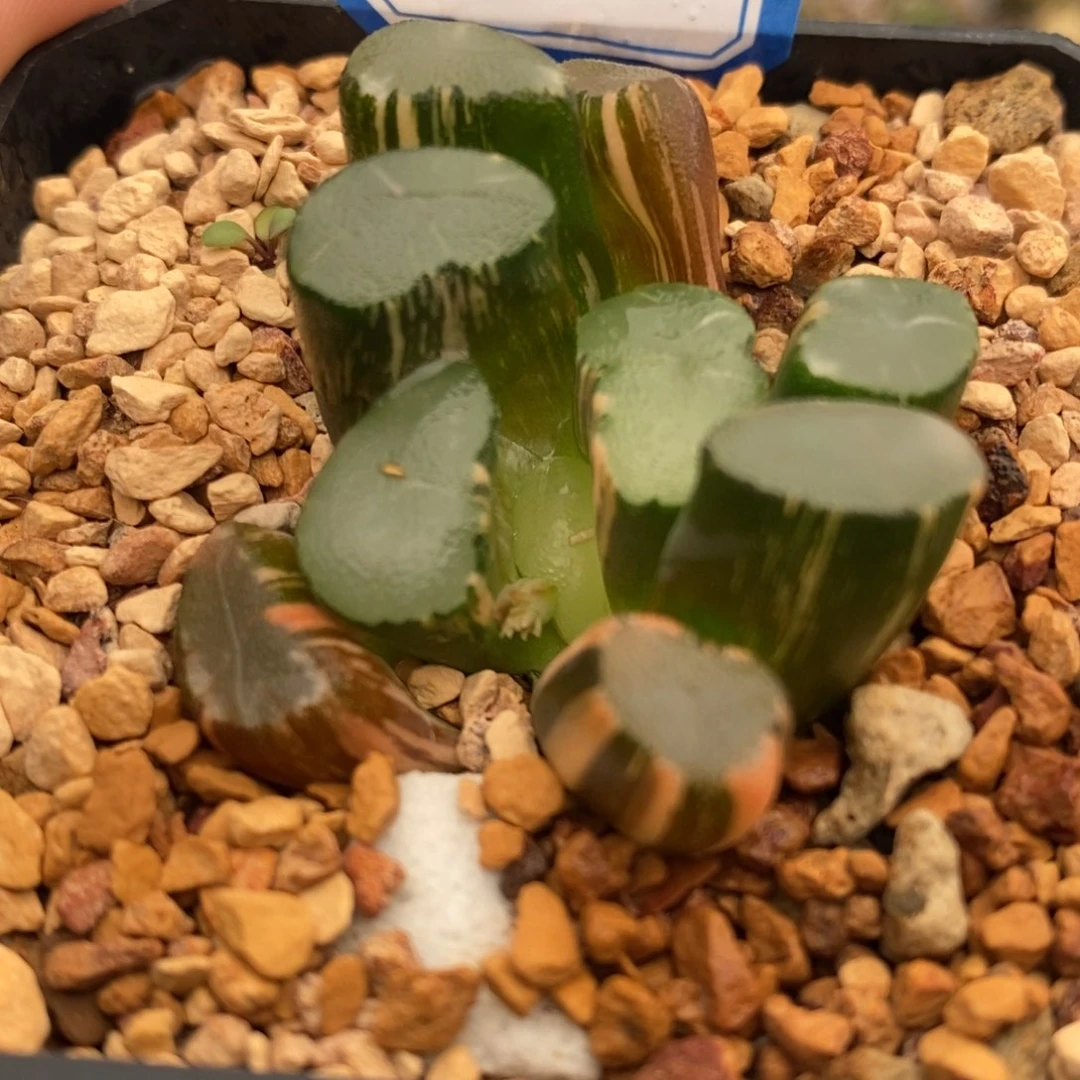 86号透镜万象锦带盆