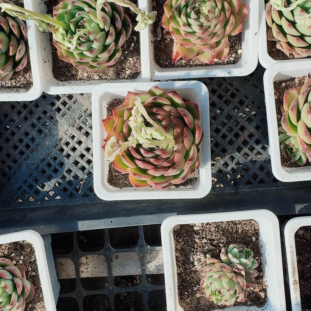 不**莲满20包邮零下拍保温箱