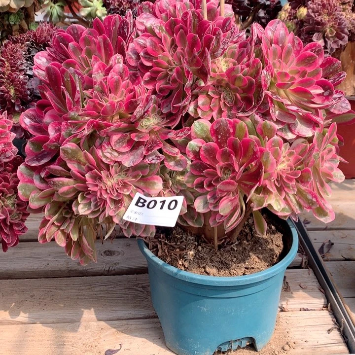 010粉哦女巫缀多肉法师