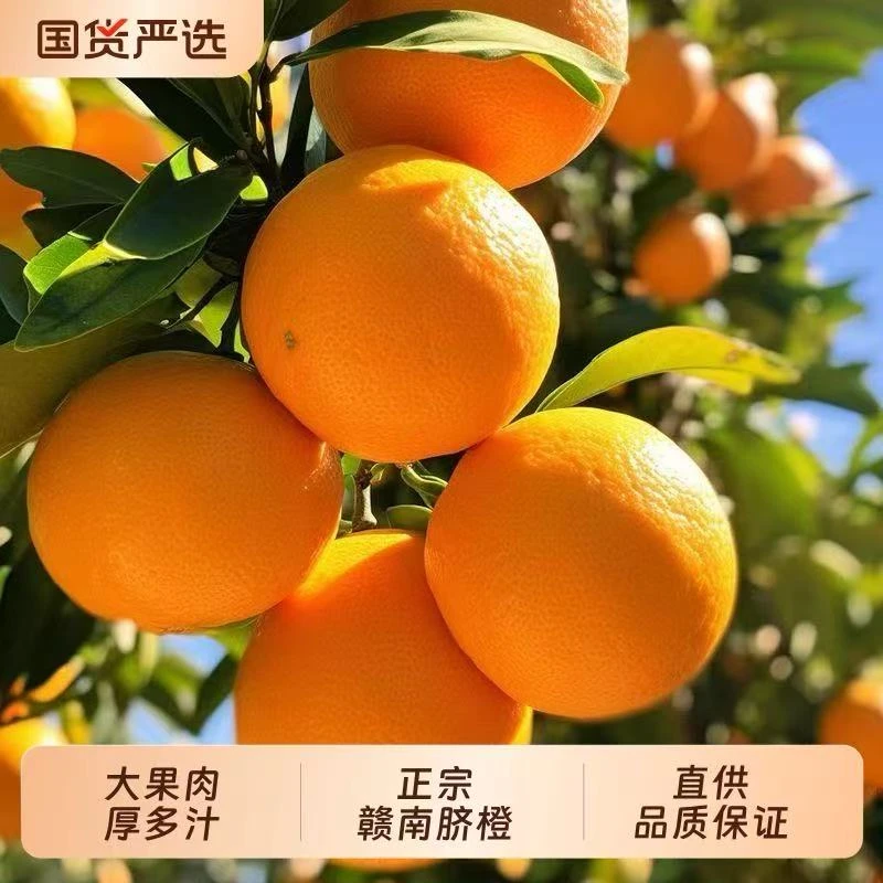 江西赣南脐橙 新鲜当季水果生鲜新鲜橙子 推荐5斤净重 果径85mm