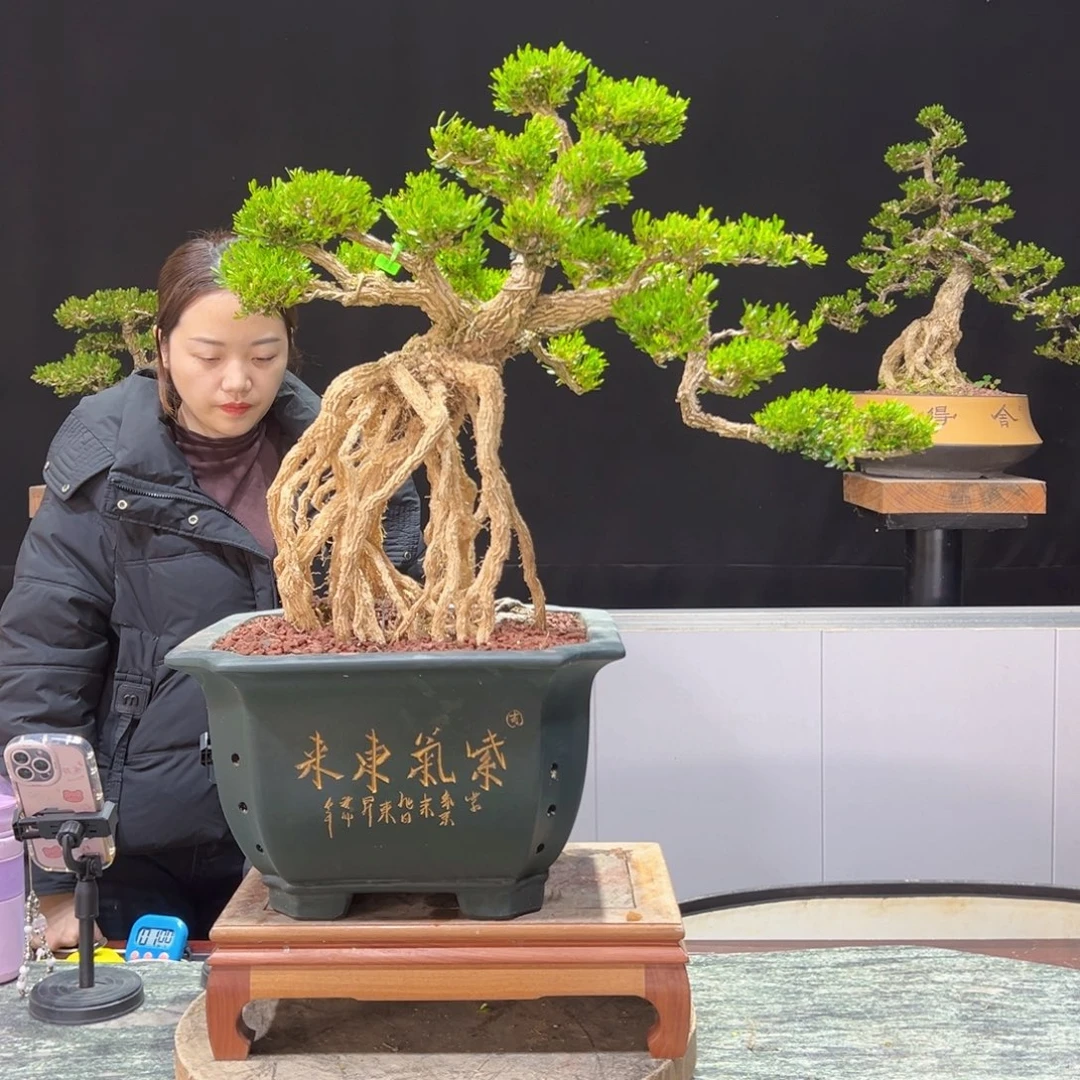 四季常青老桩黄杨盆景