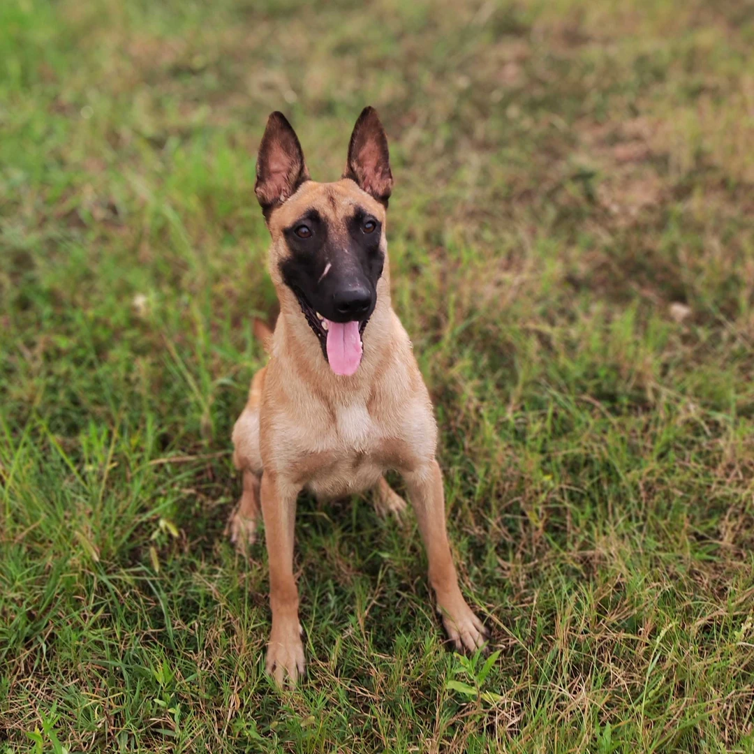 天成犬舍东德马犬拉多金毛五黑边牧宠物活体