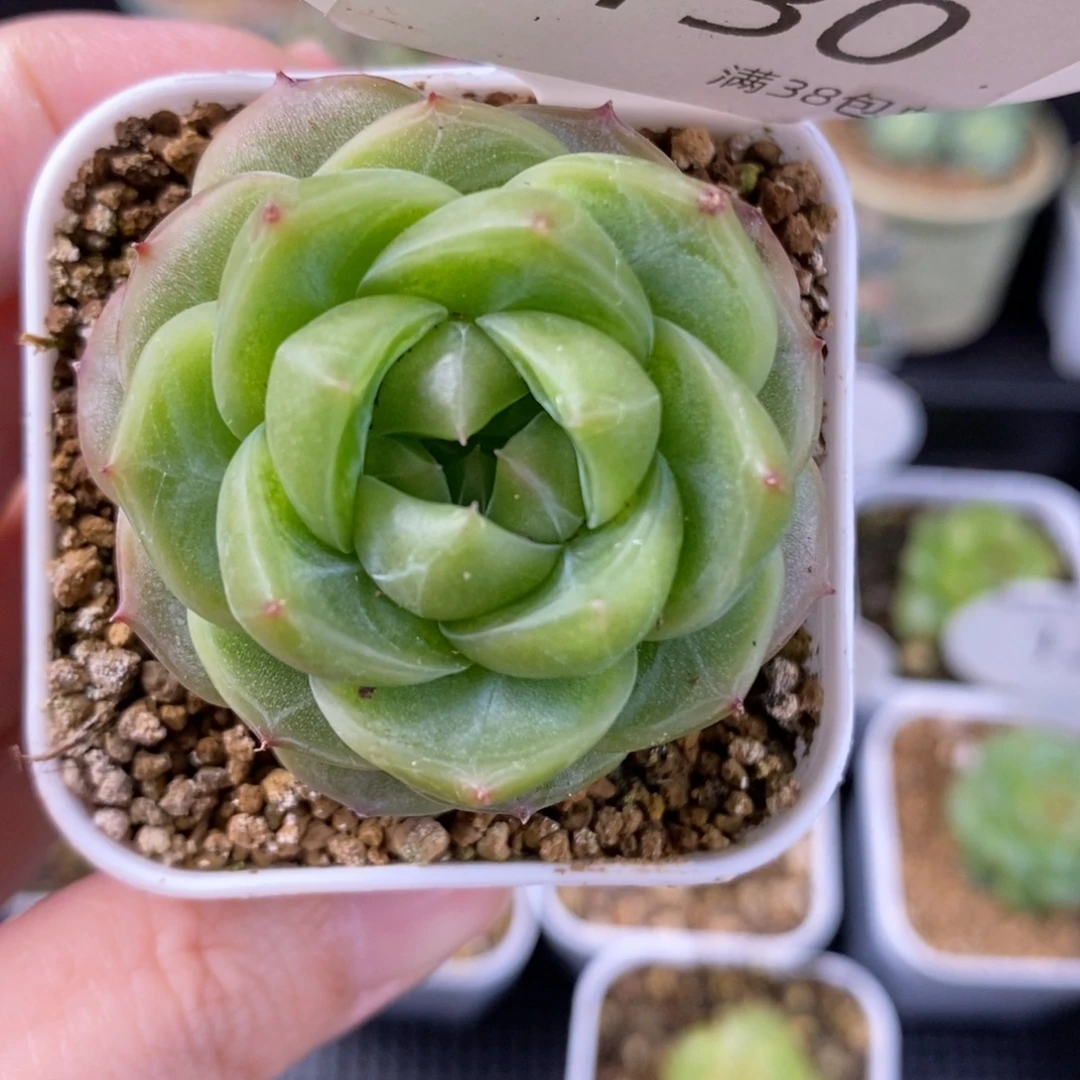 新品种播珍妮单头130号