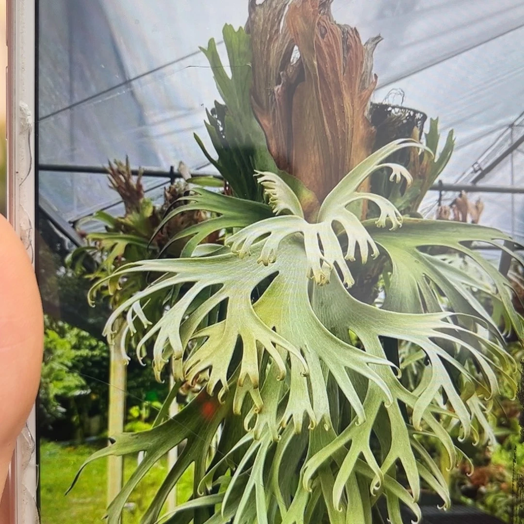 不开花植物nook watchara侧芽