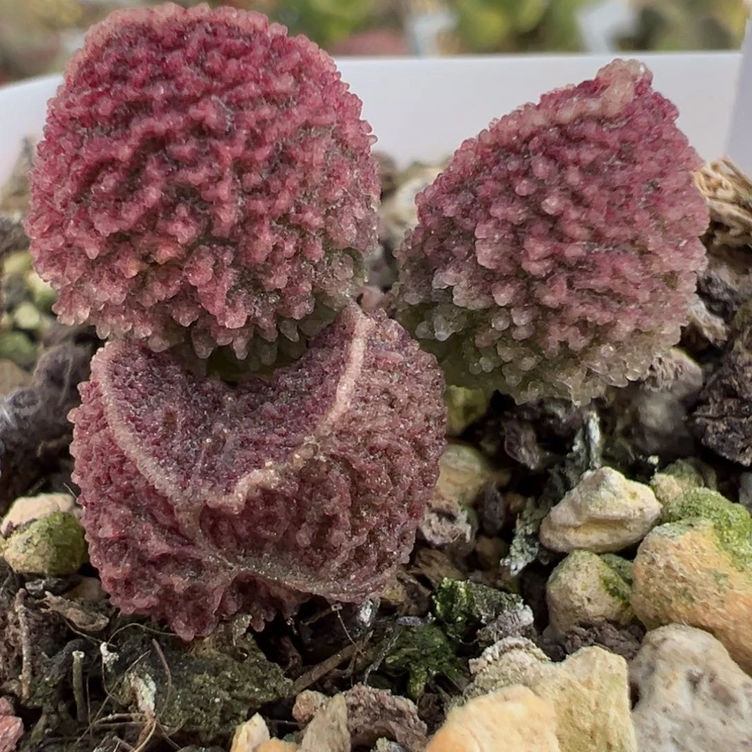 实生新品多肉植物水泡