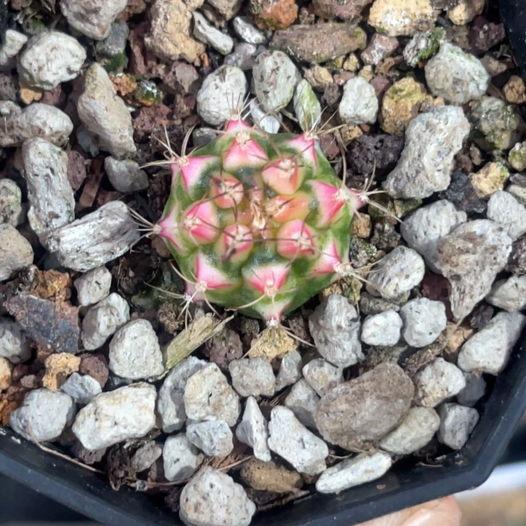 鸣**时侧芽专哈哈哈哈哈哈