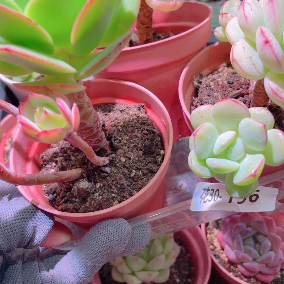 花利美30-196多肉3颗