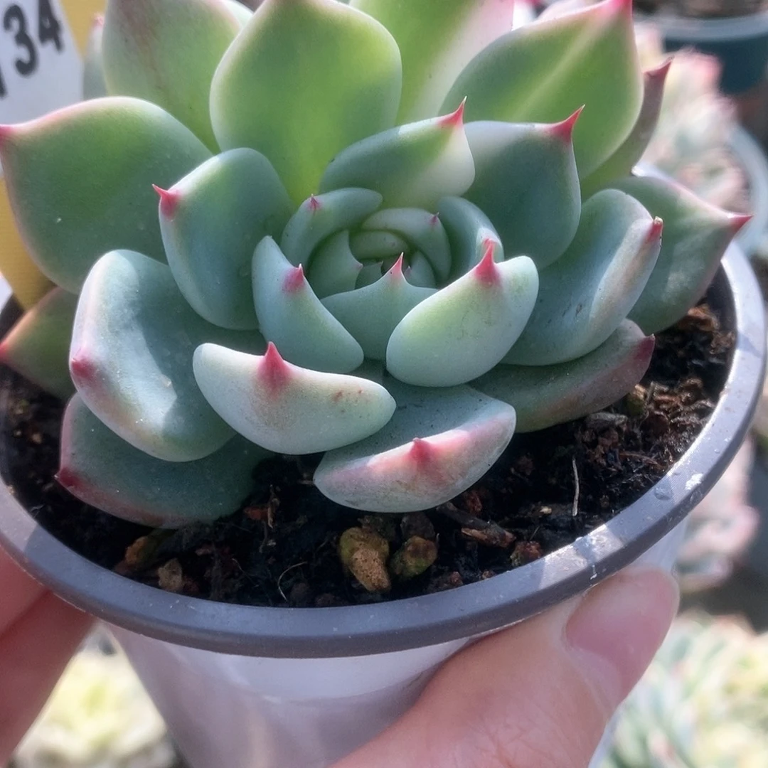 134锦锦锦锦锦锦锦