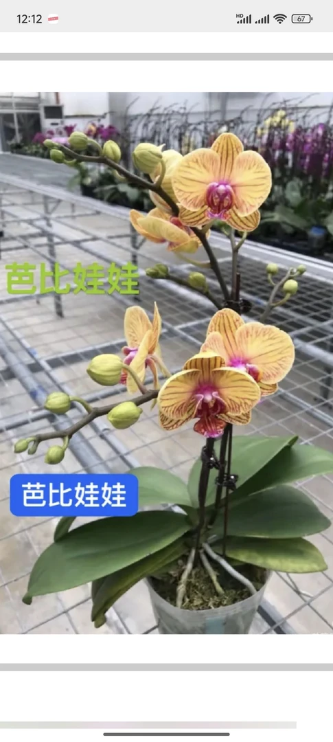 【芭比娃娃】蝴蝶兰  抽梗苗  2.8寸杯