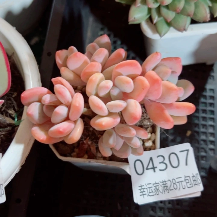 幸运儿的一个小秘密