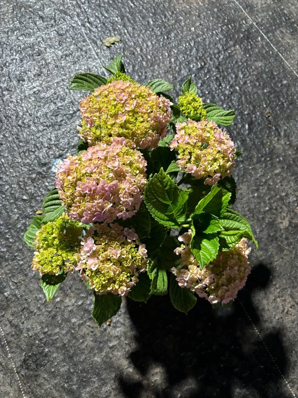 【绣球花】一物一拍大花绣球露天绣球