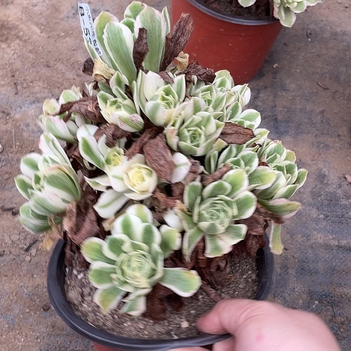 537迈巴赫多肉植物法师
