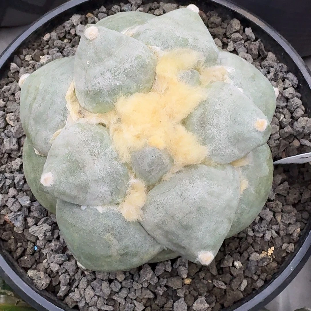 苗接自根达摩青瓷牡丹，已出根牙