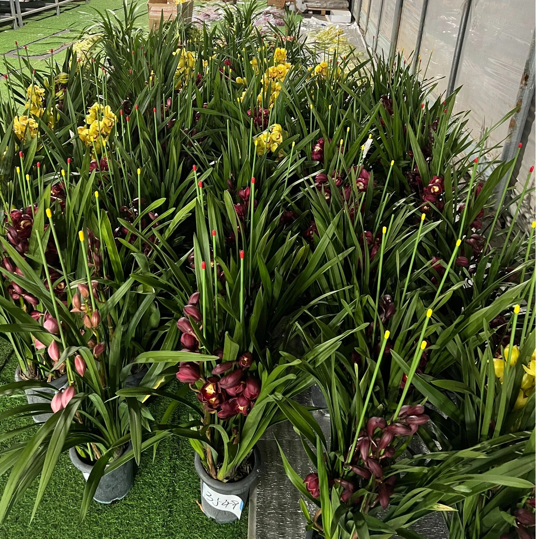 【年宵花】大花蕙兰盆栽一物一拍顺丰包邮--云南基地直发单拍保温棉