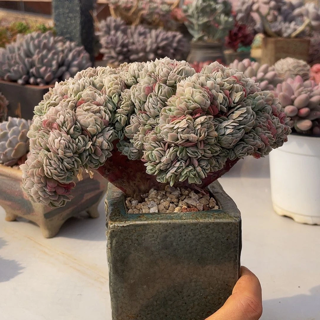 冰梅缀多肉多肉多肉