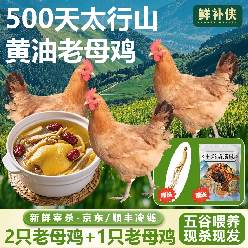 鲜补侠【拍1发5组合】太行山区走地鸡500天散养黄油老母鸡煲汤现杀