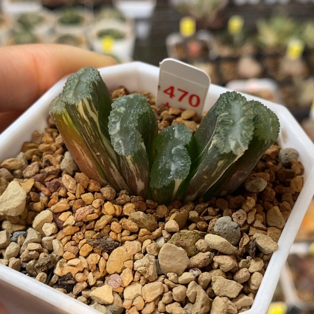 470号荒姬玉扇锦锦