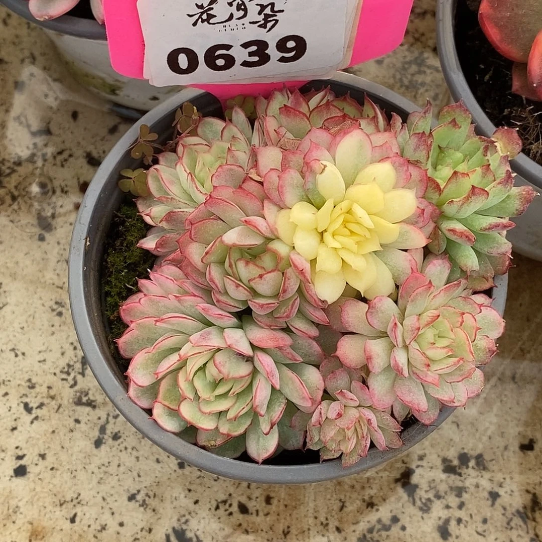 639哈哈哈哈哈哈哈哈哈