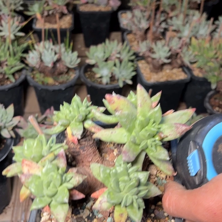 爱***女433哈哈哈哈哈哈哈