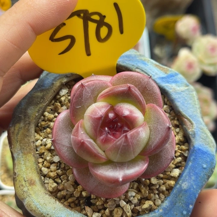 六月雪珍妮单头5781