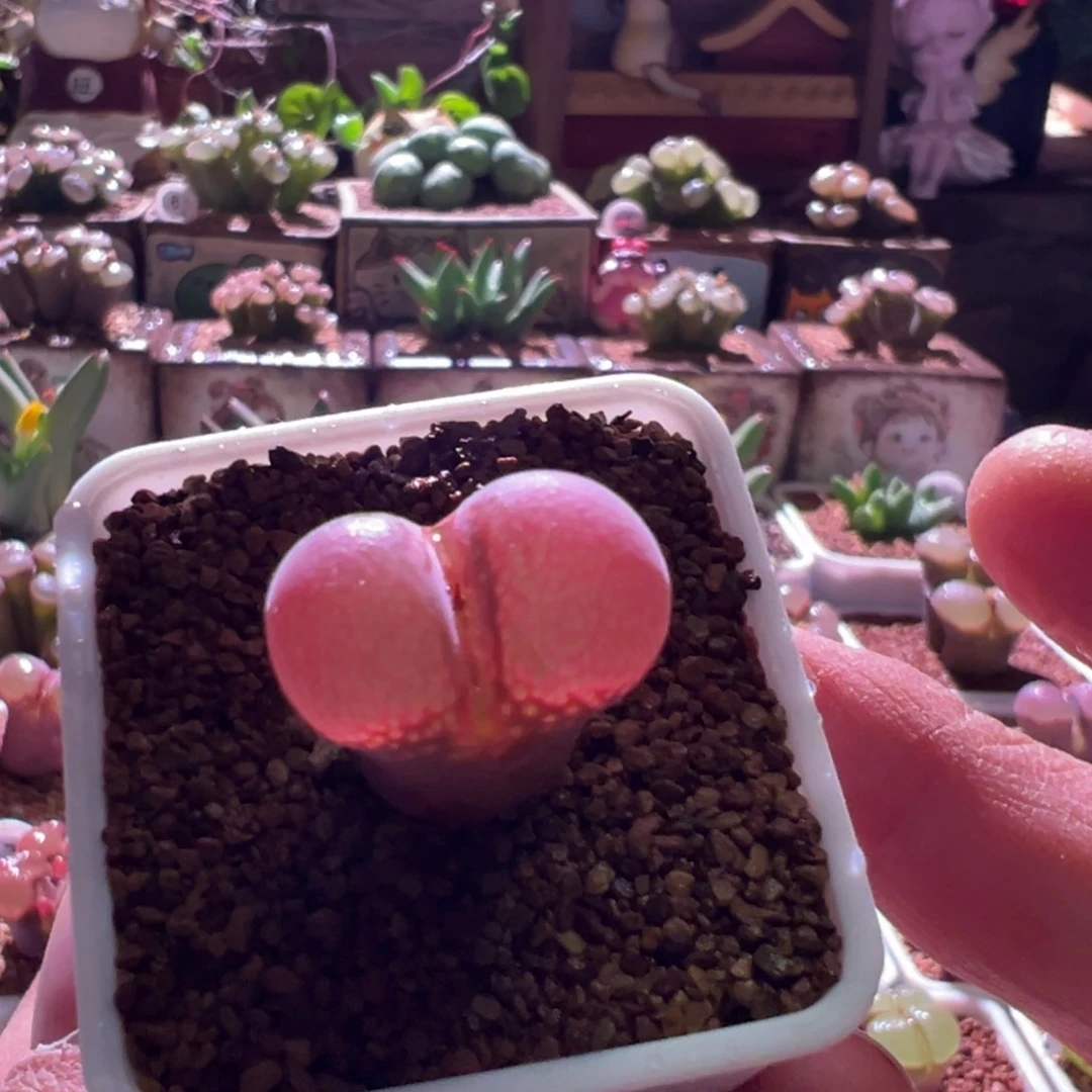 1115，红网格，肉锥植物