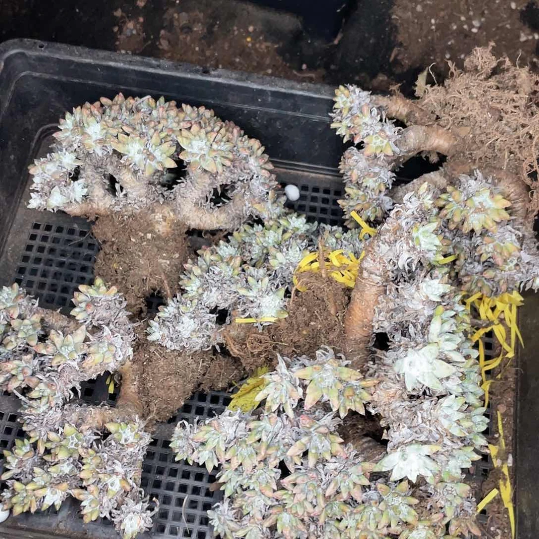 I*D白菊一筐不售后2302