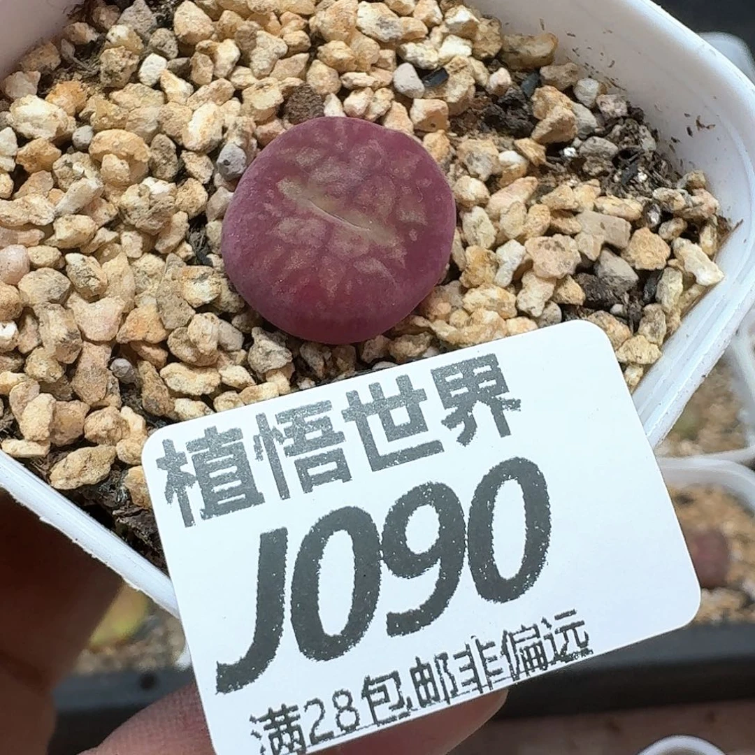 多肉植物的润泽额f g