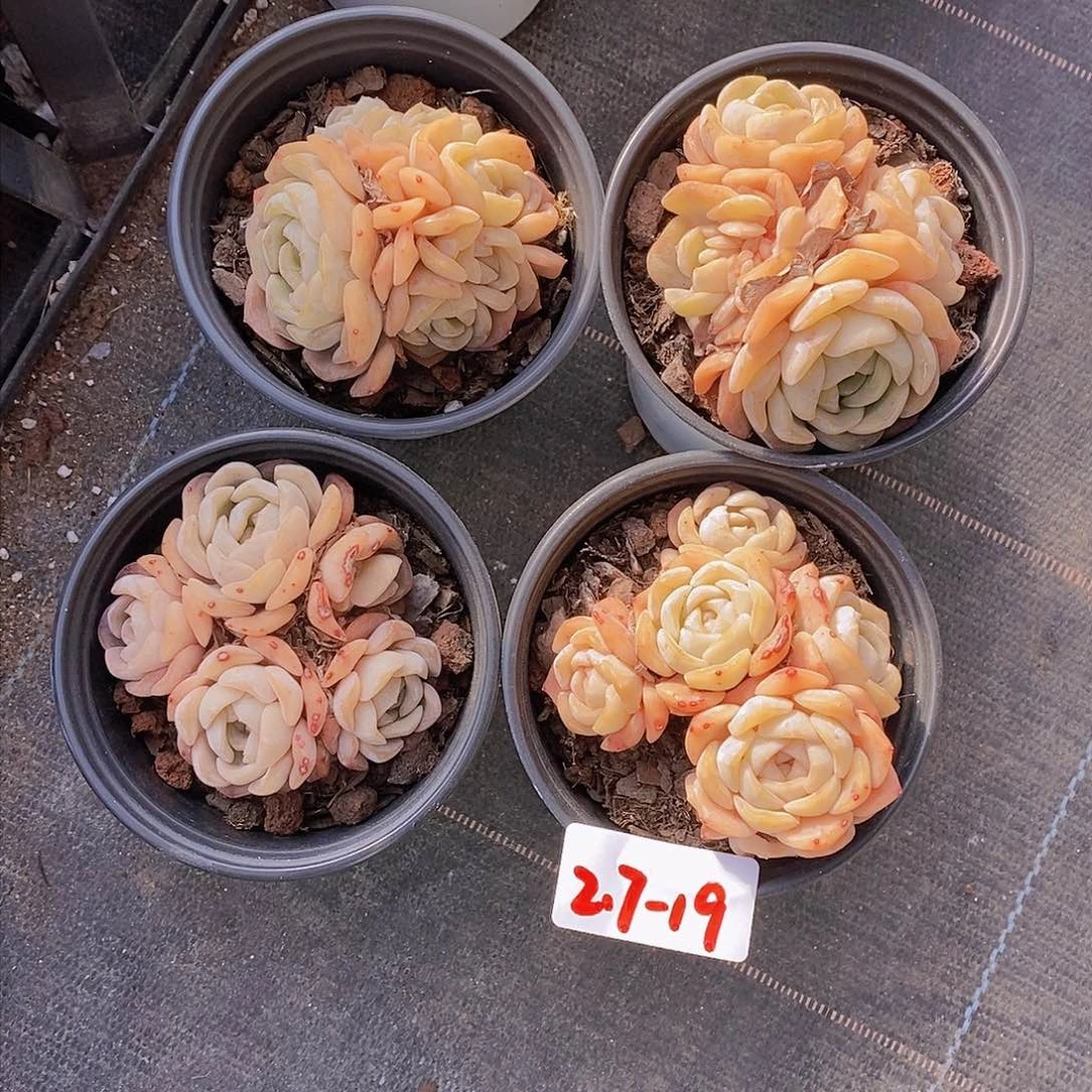 2.7-19-熔晶群福利一颗 量拍