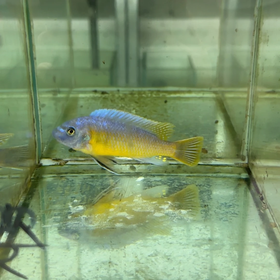 海水鱼404-卡丑,328-蓝唇,387-大骷髅,366-红鸡,送372