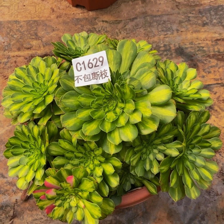 【闪购商品】1629福利知否多肉