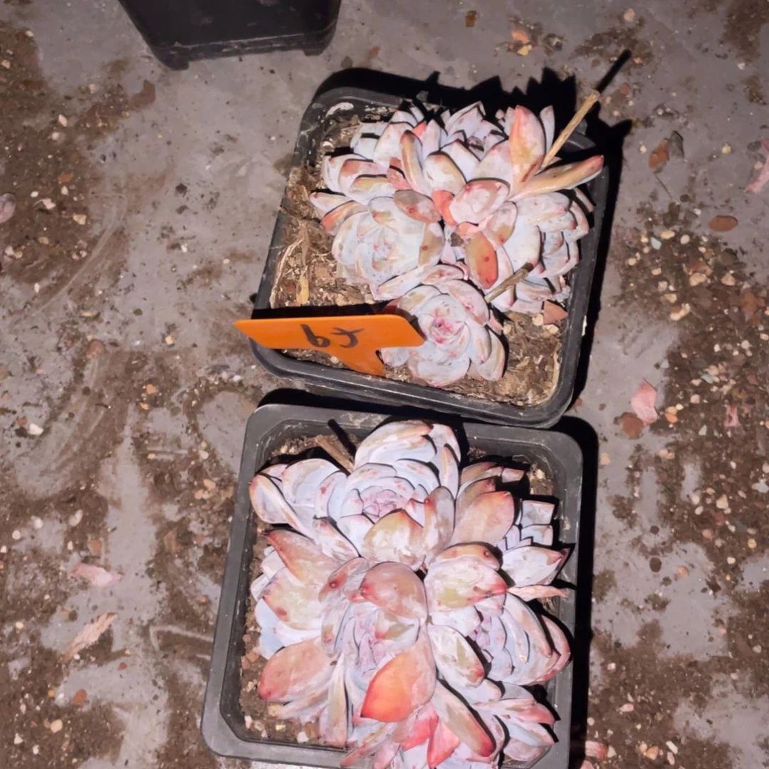 星影缀化多头群生65