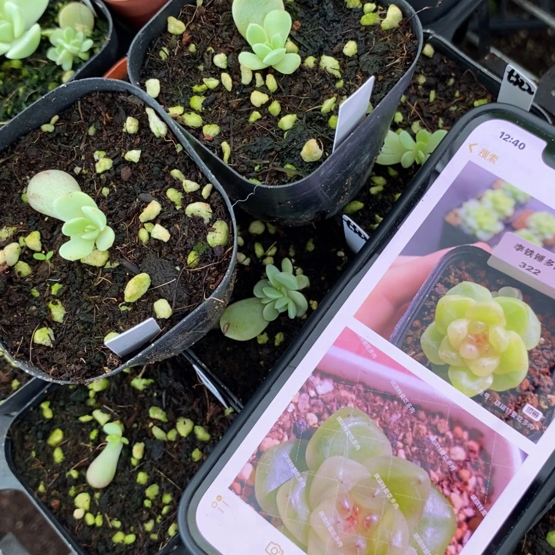 上盆甜心322苗一个