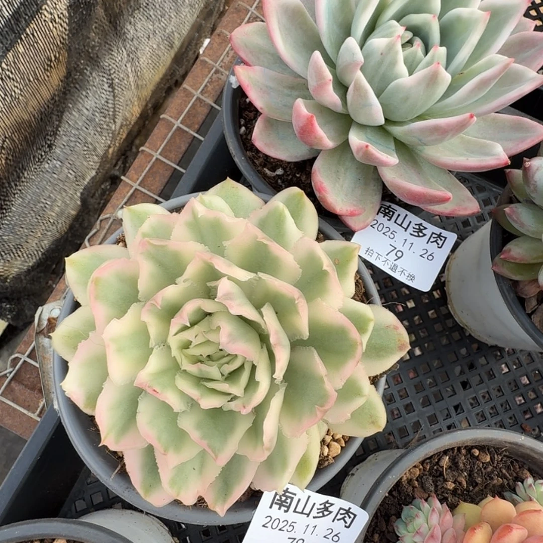 紫蝴蝶锦111126-78